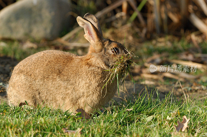 兔子(Oryctolagus cuniculus)